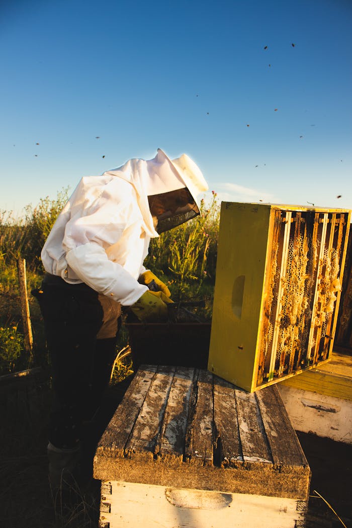 A beekeeper in protective gear inspects a hive in a sunlit meadow.