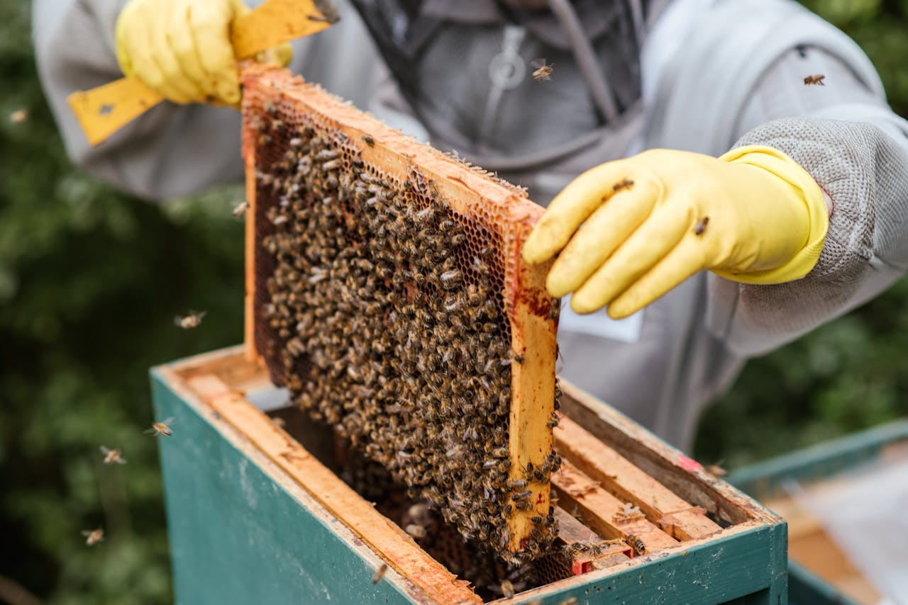 Beekeeper examining a honeycomb frame full of bees, showcasing beekeeping process.