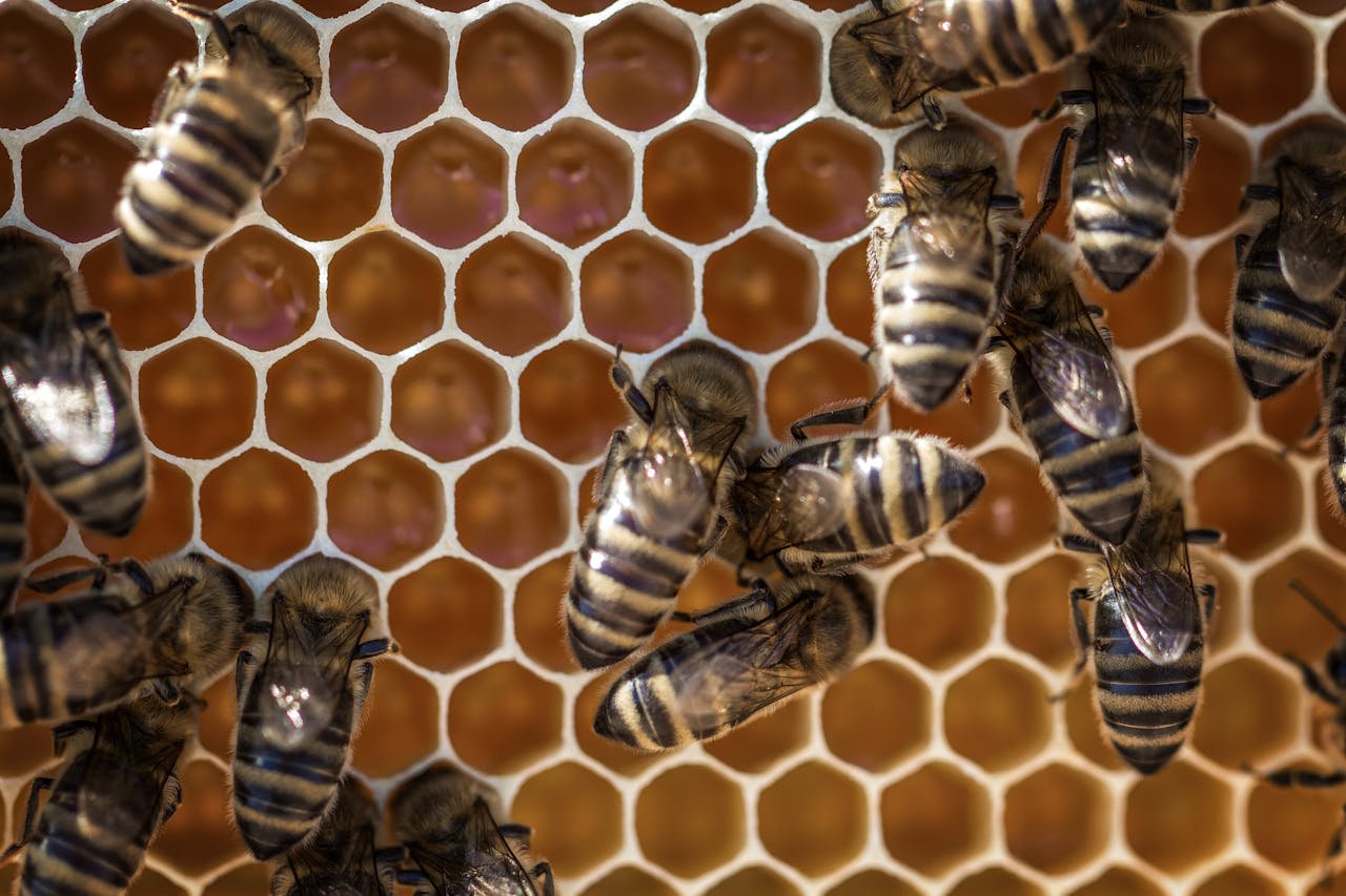 Macro view of bees working on a honeycomb, showcasing intricate hexagonal patterns.
